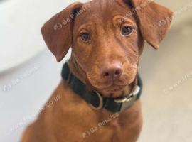 Male cocker mix