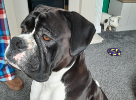 Male Boxer (intact) for sale