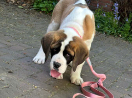 Beautiful saint bernard puppies ready now