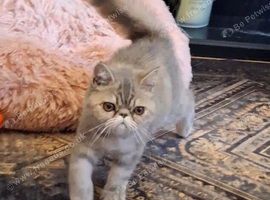 Exotic kittens
