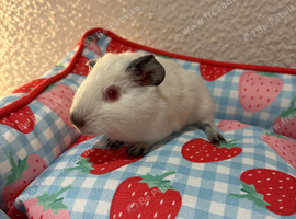 Two 6 weeks old guinea pigs males