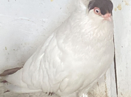 German helmet pigeon