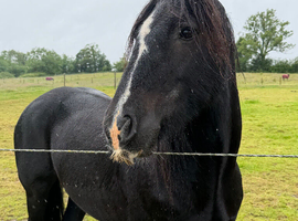 a black cob
