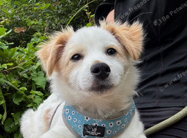 Chico