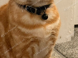 Meet Tiger