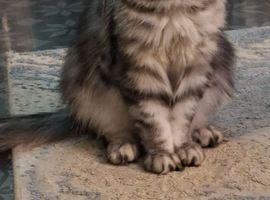 At stud silver tabby  not for sale