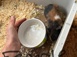 Baby guinea pigs for new homes