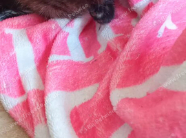 Kittens