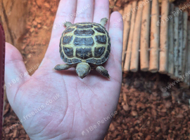 6 month old Horsefield Tortoise for sale.