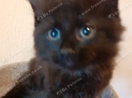 2 female kittens for sale
