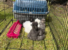 4 chickens