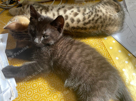 boy bengal kitten ready now