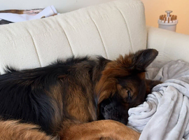 24 Months Old GSD Male