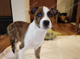 Staffy x Plummer Terrier boy