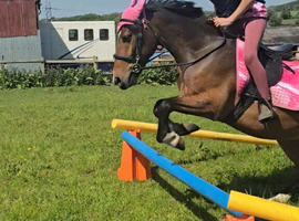 Lovely 13.2 gelding