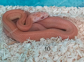 Stunning Corn Snake Hatchlings