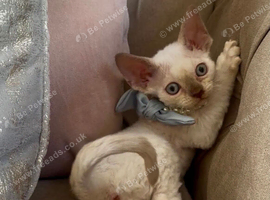 GCCF Devon Rex Kittens
