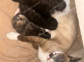 5 Mixed Bengal Kittens