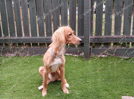 Dog for sale