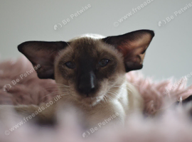 Adult Siamese Girl is looking for home
