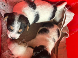 Farm bred Jack Russell Pups