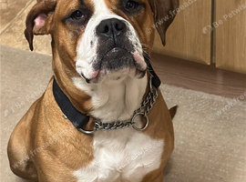 X Boxer female