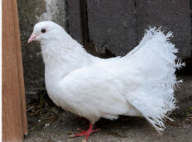 3 fantail pigeons in Blackburn