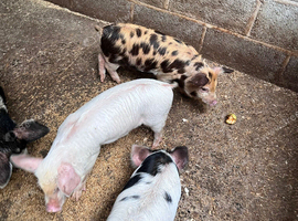 3 mini piglets, ready to go