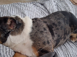 Blue female british bulldog