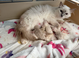 Ragdoll &British shorthair