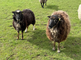 Grazing for our rare breed sheep