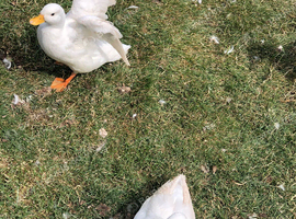 Two male call ducks