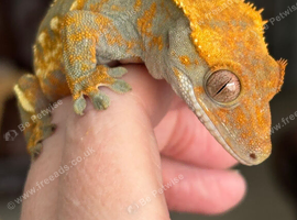 Pinstripe crested gecko