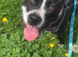 Solo dog walks Leicester