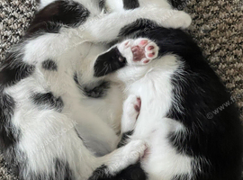 2 Cute Kittens looking for new home