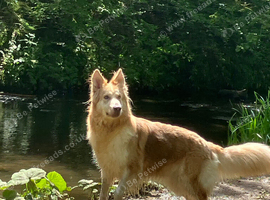 Kc female GSD