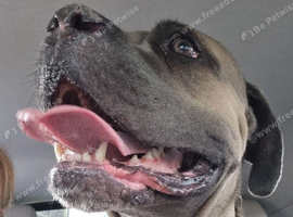Cane corsa