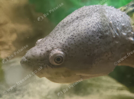 Razot back musk turtle (adult)