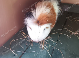 Male guinea pig