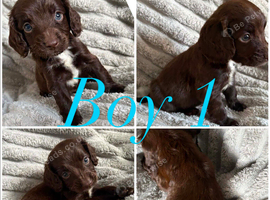 Stunning cockapoo pups 4 left