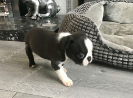 BEAUTIFUL LITTER OF 5 BOSTON TERRIERS