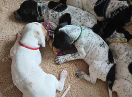 Black and white English pointer pups