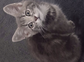 Kitten 4 sale