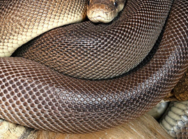 Olive python