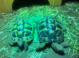 2 herman tortoises