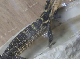 Yellow Headed Water Monitor at Birmingham Reptiles