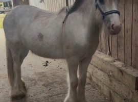 For sale prince mini cob