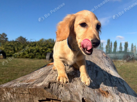 Longhaired Cream Miniature Dachshund