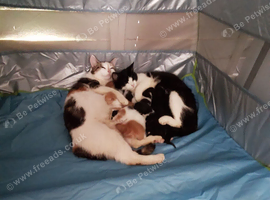 For rehoming