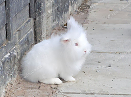 Very fluffy bunny